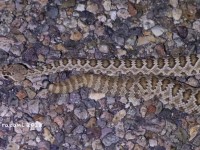 819A9376Mohave_Rattlesnake