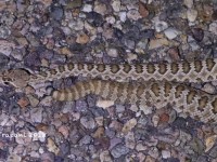 819A9376Mohave_Rattlesnake