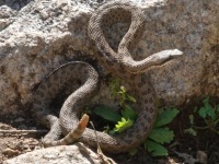 819A9395Twin-spotted_Rattlesnake