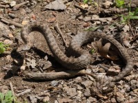 819A9419Twin-spotted_Rattlesnake