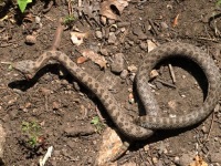 819A9421Twin-spotted_Rattlesnake