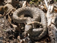 819A9435Twin-spotted_Rattlesnake