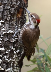 6S3A0007Arizona_Woodpecker