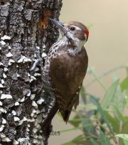 6S3A0008Arizona_Woodpecker