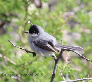 6S3A0013Black-Capped_Gnatcatcher