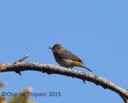 6S3A0016Virginia's_Warbler