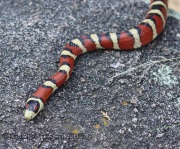 6S3A0021Mountain_King_Snake