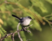 6S3A0022Black-Tailed_Gnatcatcher