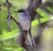 6S3A0024Black-Capped_Gnatcatcher