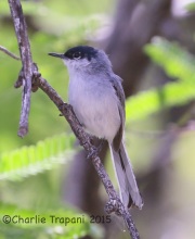 6S3A0025Black-Capped_Gnatcatcher