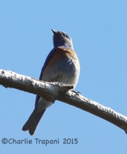 6S3A0027Western_Bluebird