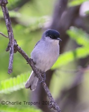 6S3A0028Black-Capped_Gnatcatcher