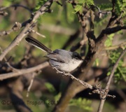 6S3A0028Black-tailed_Gnatcatcher