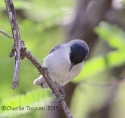 6S3A0029Black-Capped_Gnatcatcher