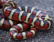 6S3A0029Mountain_King_Snake