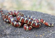 6S3A0032Mountain_King_Snake