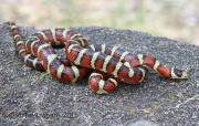 6S3A0035Mountain_King_snake