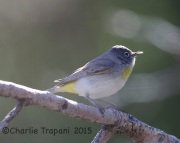 6S3A0035Virginia's_Warbler