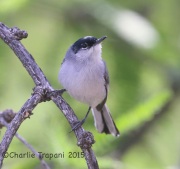 6S3A0036Black-Capped_Gnatcatcher