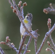 6S3A0037Virginia's_Warbler
