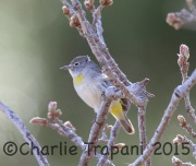 6S3A0041Virginia's_Warbler