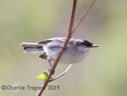 6S3A0042Black-Capped_Gnatcatcher