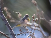 6S3A0052Virginia's_Warbler