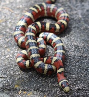 6S3A0053Mountain_King_Snake