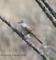 6S3A0054Ash-Throated_Flycatcher