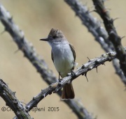 6S3A0057Ash-Throated_Flycatcher