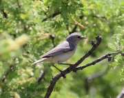 6S3A0087Lucy's_Warbler