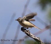 6S3A0092Lucy's_Warbler
