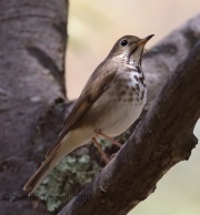 6S3A0102Hermit_Thrush