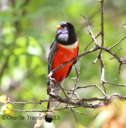 6S3A0119Elegant_Trogon