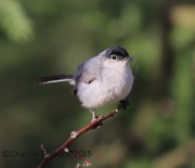 6S3A0127Black-Tailed_Gnatcatcher