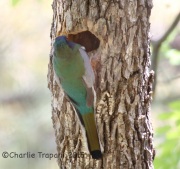 6S3A0129Elegant_Trogon