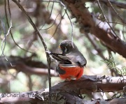 6S3A0132Female_Elegant_Trogon