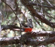 6S3A0136Elegant_Trogon