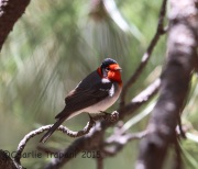 6S3A0145Red-Faced_Warbler