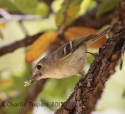 6S3A0150Hutton's_Vireo