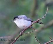 6S3A0159Black-Tailed_Gnatcatcher