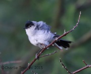 6S3A0162Black-Tailed_Gnatcatcher