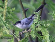 6S3A0168Black-Tailed_Gnatcatcher