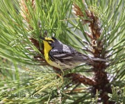 6S3A0210Grace's_Warbler
