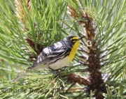 6S3A0222Grace's_Warbler