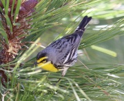 6S3A0228Grace's_Warbler