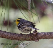 6S3A0233Grace's_Warbler