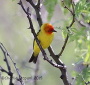 6S3A0248Western_Tanager