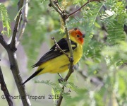 6S3A0249Western_Tanager