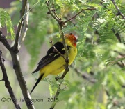 6S3A0250Western_Tanager